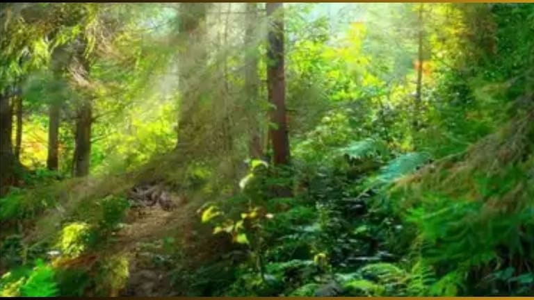 Snake Optical Illusion: जंगलात लपलाय खतरनाक साप! हिम्मत असेल तर शोधून दाखवा 10 सेकंदात Snake Optical illusion Photo