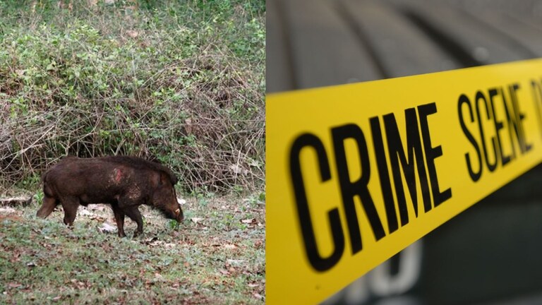 Palghar : शिकार करायला गेले आणि रानडुक्कर समजून आपल्याच दोन साथीदारांना गोळ्या... Mumbai Tak