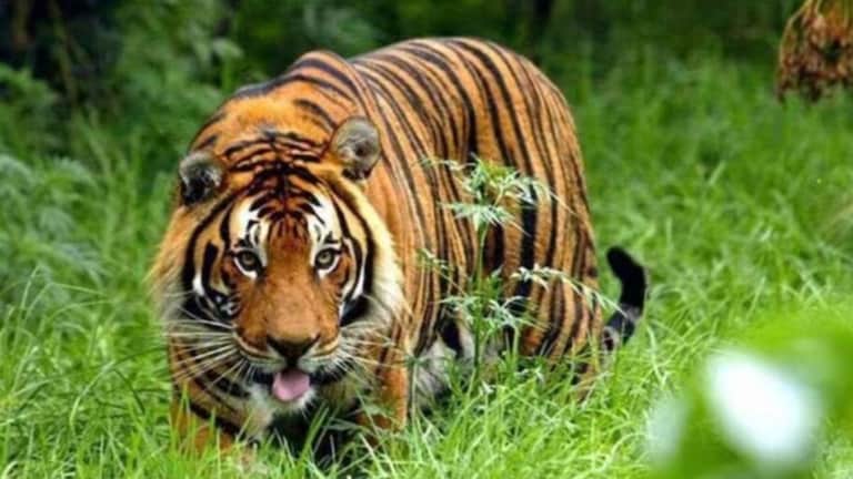 Nagpur : शेताकडे जात असताना वाघाचा हल्ला, मानेला धरून फरफटत नेलं, शेतकऱ्याचा करूण अंत Mumbai Tak