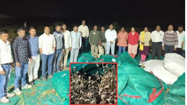 Buldhana : शेतात 10 गुंठ्यावर अफूची लागवड, पोलीस हादरले, बुलढाण्यात मोठी कारवाई, कोट्यवधींचा... Mumbai Tak