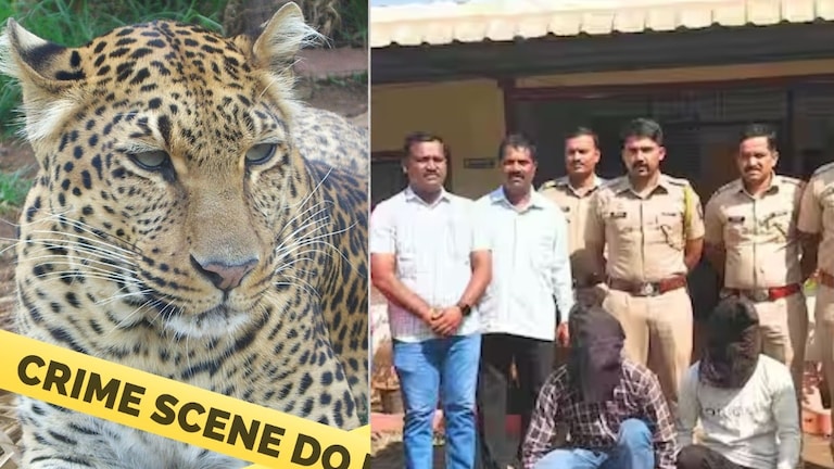 Pune: काकूसोबत अनैतिक संबंध, पण अचानक बिबट्याच्या हल्ल्याचा अँगल का आला मधे? Mumbai Tak