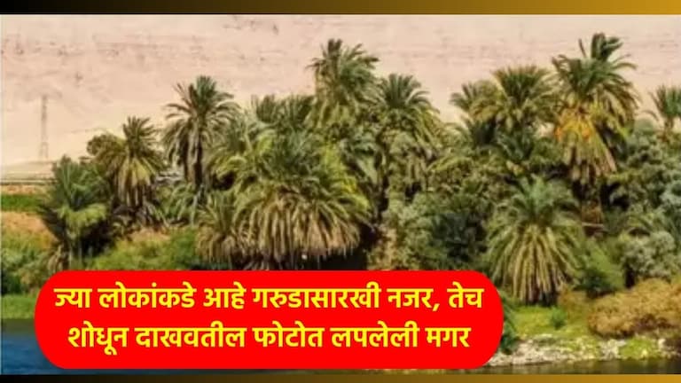 Optical illusion Test : कोणा कोणाकडे आहे गरुडासारखी नजर? तेच शोधून दाखवतील फोटोत लपलेली मगर Optical illusion IQ Test