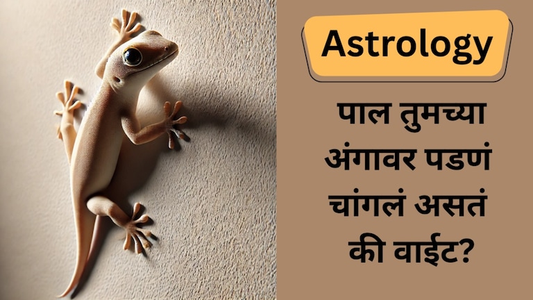 Astrology: पाल अंगावर पडणं शुभ की अशुभ... नेमकं काय होतं? हे 3 संकेत असतात खतरनाक पाल अंगावर पडणं शुभ की अशुभ
