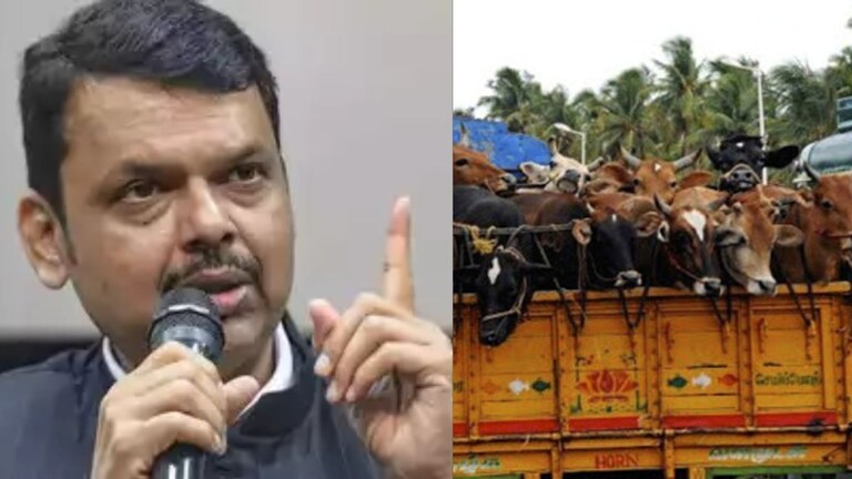 Devendra Fadnavis : गोहत्या करणाऱ्यांवर मकोका लावणार, काय आहे मकोका, गुन्हेगारांना धाक का?  Mumbai Tak