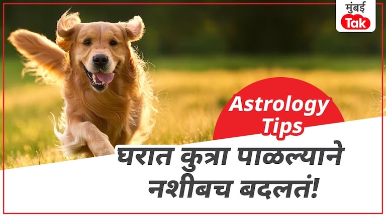 घरी कुत्रा पाळल्याने तुमचे नशीब बदलू शकते! तुमच्यासाठी कोणत्या रंगाचा... घरी कुत्रा पाळल्याने तुमचे नशीब बदलू शकते!