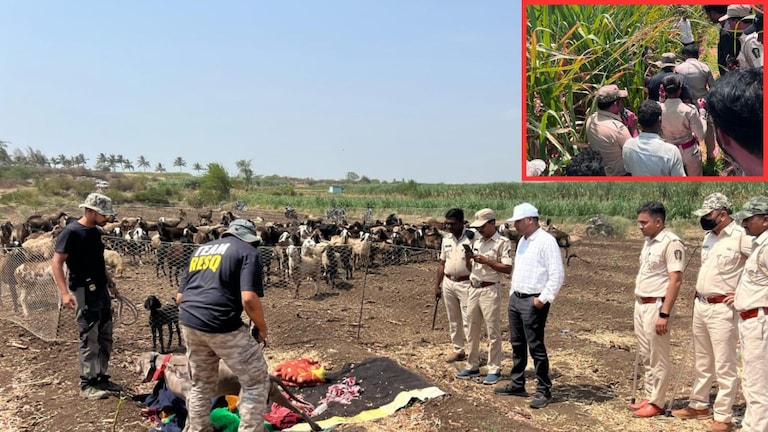 आईच्या डोळ्यादेखत 11 महिन्याच्या बाळाला बिबट्याने उचलून नेलं; 36 तासांच्या शोधमोहिमेनंतर थेट... Mumbai Tak