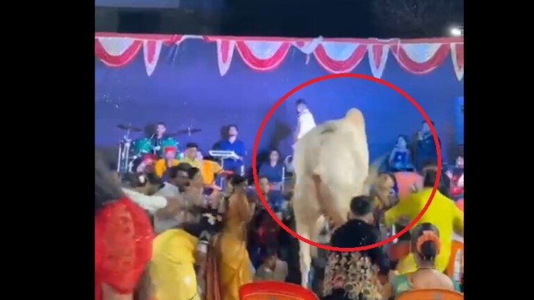 Viral Video: हळदीत बैल आणला, चिक्कार पैसा उडवला.. चिडलेल्या बैलाने करवल्यांनाच उडवलं! Haldi viral video angry Bull