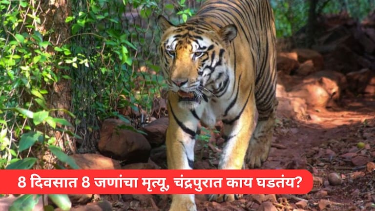 तो येतो, मारतो अन् निघून जातो... चंद्रपुरात वाघाच्या हल्ल्यात 8 दिवसात 8 जणांचा मृत्यू, नेमकं काय घडतंय? Mumbai Tak