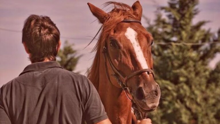 विकृतीचं टोक गाठलं! तरूणानं शारिरीक भूक भागवण्यासाठी थेट घोड्यावरच... घटना नेमकी काय? Crime News Youth raped on horse in Nagpur