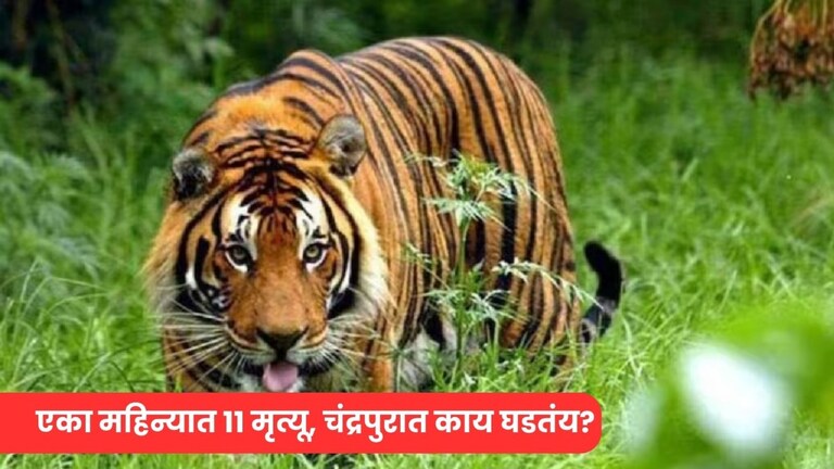 वाघांच्या हल्ल्यांची मालिका सुरूच! चंद्रपुरात एकाच दिवसात दोघांना संपवलं, या महिन्यात 11 दगावले Mumbai Tak