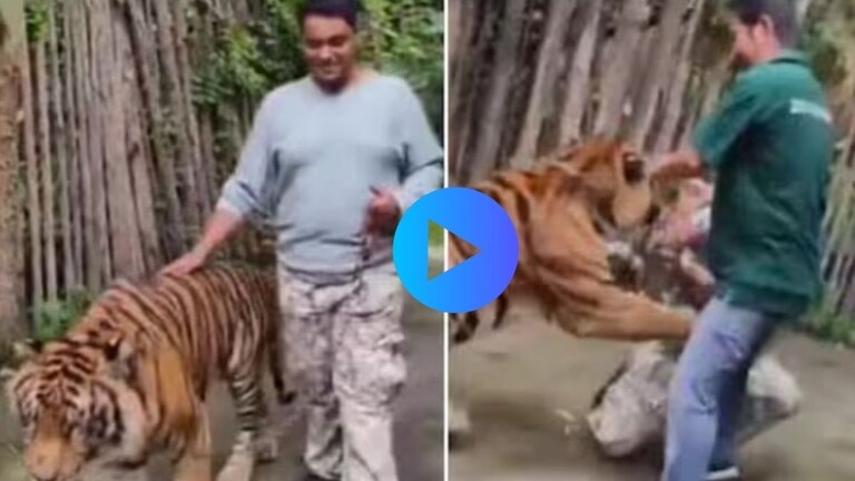 Video : बैल नाही तो..वाघ आहे वाघ! भारतीय टूरिस्टवर Tiger ने केला खतरनाक हल्ला..'ती' चूक नडली Tiger Attack Viral Video
