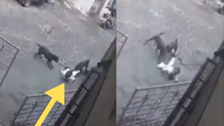 6 वर्षाच्या चिमुकल्यावर कुत्र्यांचा हल्ला, लचके तोडले, दाताने धरून फरफटत नेलं, थरकाप उडवणारा CCTV Mumbai Tak