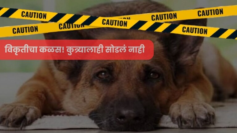 वर्ध्यातील 67 वर्षाच्या आजोबाची भलतीच विकृती, कुत्र्यावर केले लैंगिक अत्याचार Maharashtra Crime News