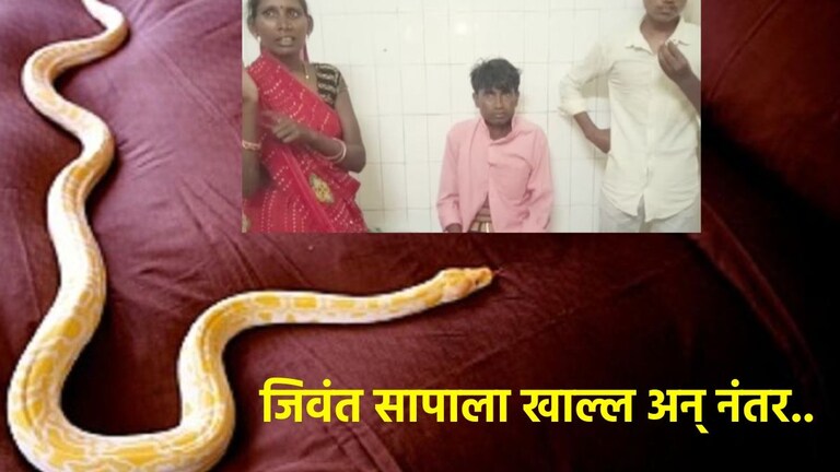 आरारारारा खतरनाक! पठ्ठ्याने दारूच्या नशेत जिवंत सापाला खाल्लं..नंतर घडली सर्वात भयंकर घटना Man Eats Snake Viral News