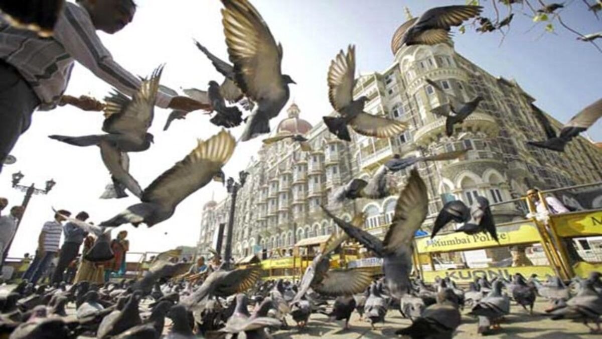 कबुतरांना खायला दाणे टाकले अन् झाला गुन्हा दाखल! 