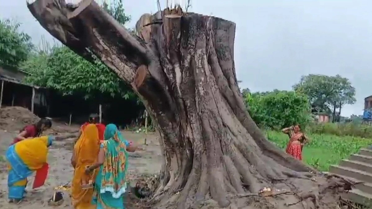 Peepal Tree Viral News 
