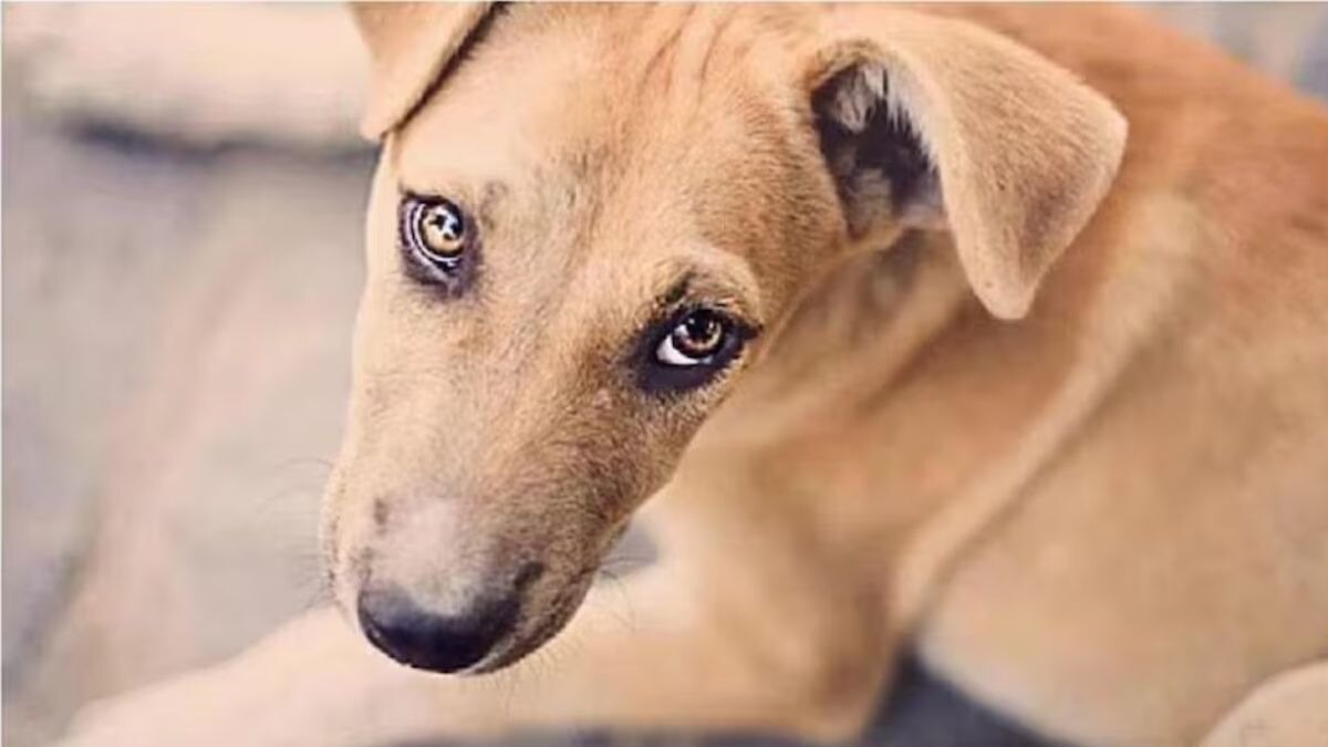 कुत्राच ठरला वासनेचा बळी! अश्लील चाळे अन्... 