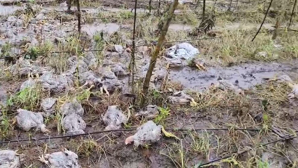 Maharashtra rain Update