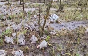 पालघरमध्ये ढगफुटी सदृश्यस्थिती, पोल्ट्री फार्ममधून असंख्य कोंबड्या गेल्या वाहून, नद्यांनी धोक्याची पातळी ओलांडली Maharashtra rain Update