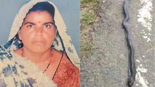 शेतावर गवत कापायला गेली अन् होत्याचं नव्हतं झालं! नाग-नागिणच्या सर्पदंशामुळे महिलेचा जीव गेला, सापांचाही झाला मृत्यू, कारण.. Mumbai Tak