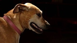 आधी त्याने कुत्र्याला मारहाण केली, नंतर ठार करत डोळे काढत गोट्या खेळू लागला अन्... Mumbai Tak