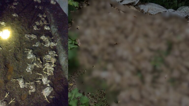 धाराशिवच्या दिव्यांग शेतकऱ्याच्या डोक्यावर 40 लाखांचं कर्ज, 15 हजार कोंबड्या पुरात गेल्या वाहून गेल्या, उर बडवत टाहो फोडला marathwada flood