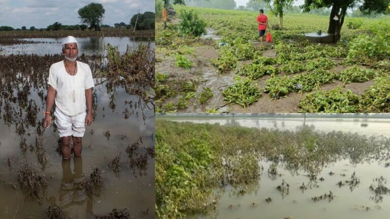 महापूरामुळे मराठवाड्यातील शेतकऱ्यांचं आयुष्य उध्वस्त, मराठी कलाकार मदतीसाठी सरसावले; कोणी केली मदत? Mumbai Tak