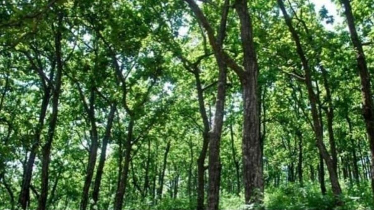 तीन दिवसांच्या नवजात बाळाला जंगलात सोडलं अन् दगडाखाली... 