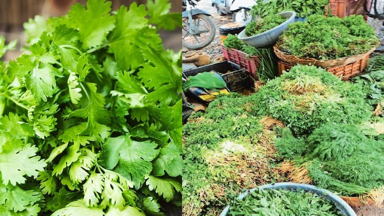 बळीराजाचा आनंद गगनात मावेना, कोथिंबिरची पेंडी 170 रुपयांना तर मेथीची 70 रुपयांवर; तुमच्या शहरातील भाव काय? Mumbai Tak