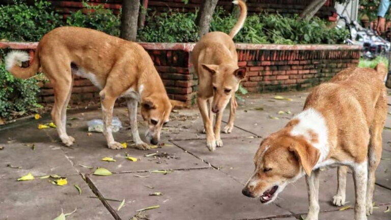 दिल्लीतील नेहरु स्टेडियमध्ये भटक्या कुत्र्यांचा सुळसुळाट, विदेशातून आलेल्या दोन प्रशिक्षकांचा चावा घेतला Mumbai Tak