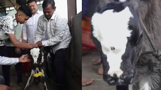 कोल्हापुरात जन्मलय तीन डोळ्यांचे वासरु, भगवान शंकराचा अवतार असल्याची देवकर परिवाराची भावना! Mumbai Tak