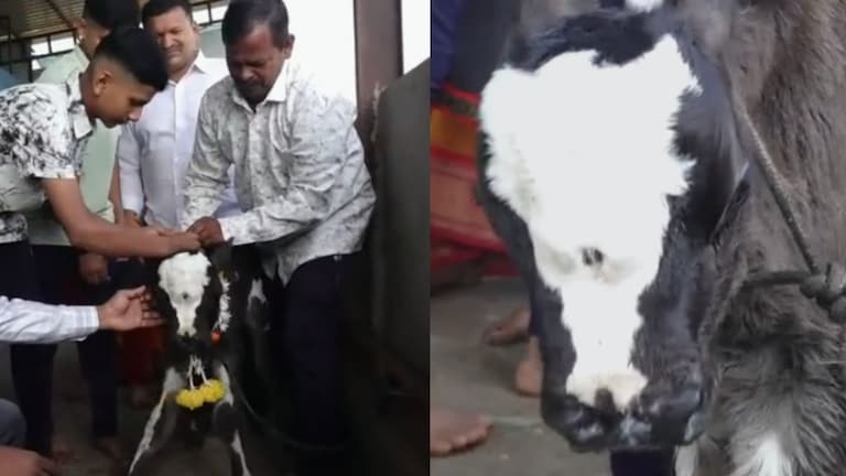 कोल्हापुरात जन्मलय तीन डोळ्यांचे वासरु, भगवान शंकराचा अवतार असल्याची देवकर परिवाराची भावना! Mumbai Tak
