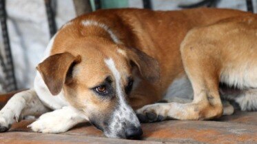 pune crime a young man sexually abused a dog at model colony 