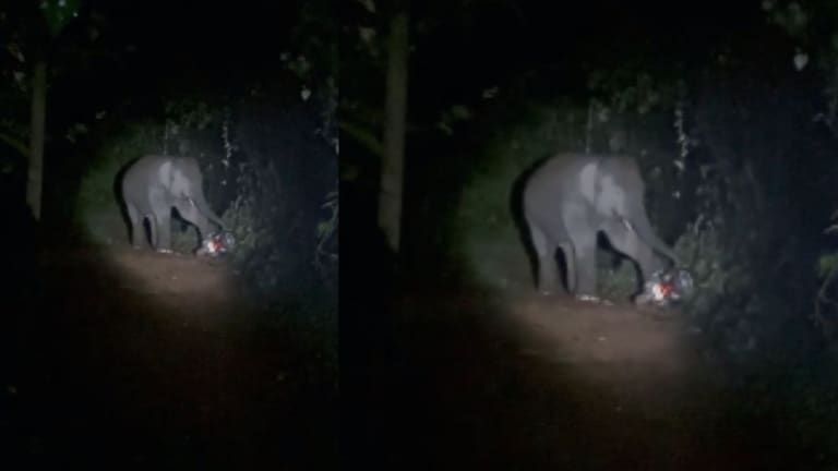 सिंधुदुर्ग जिल्ह्यात 'ओंकार' हत्तीचा धुमाकूळ, दुचाकी पाय ठेवून चिरडून टाकली; व्हिडीओ व्हायरल Mumbai Tak