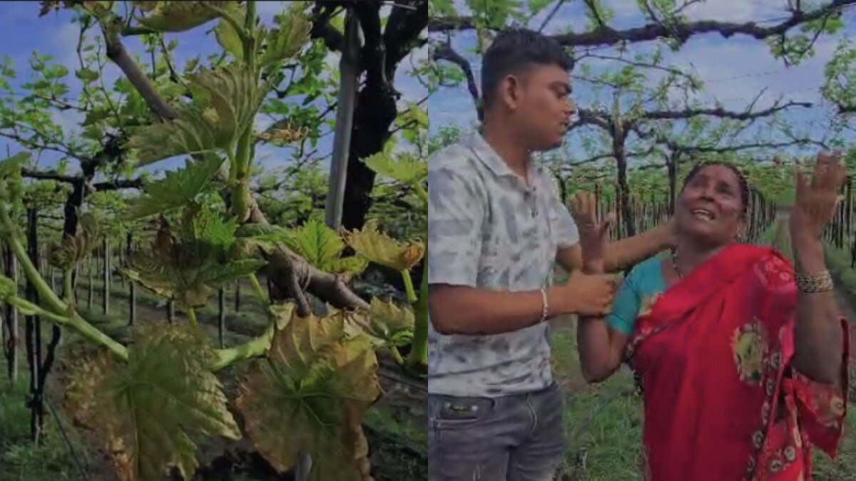 Barshi Farmer vineyard News