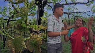 विकृती म्हणावं सूड? कर्ज काढून द्राक्ष बाग फुलवली, अज्ञात व्यक्तीने विषारी औषध फवारुन उद्धवस्त केली  Mumbai Tak