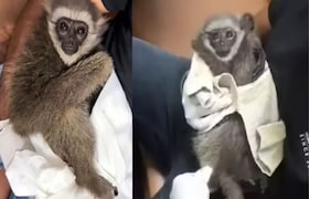 मुंबईची खबर: मुंबई एअरपोर्टवर प्रवाशाच्या बॅगेत आढळले सिल्व्हरी गिबन! आंतरराष्ट्रीय वन्यजीव तस्करी?  प्रवाशाच्या बॅगेत आढळले सिल्व्हरी गिबन!