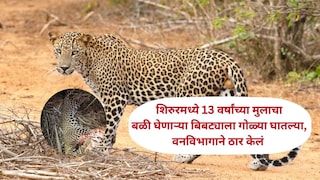 शिरुरमध्ये 13 वर्षांच्या मुलासह तिघांचा बळी घेणाऱ्या बिबट्याला गोळ्या घातल्या, वनविभागाने ठार केलं Mumbai Tak