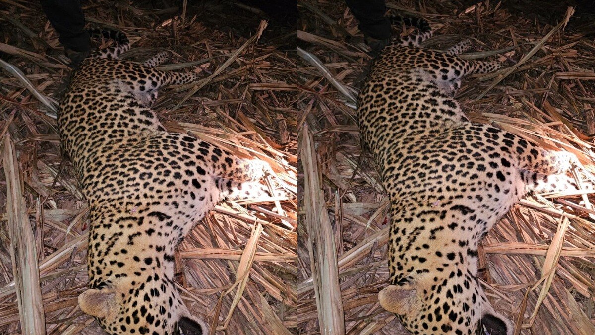 Pune Shirur Leopard shot dead by forest department