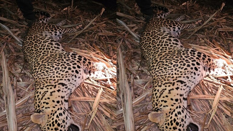 शिरुरमध्ये 13 वर्षांच्या मुलासह तिघांचा बळी घेणाऱ्या बिबट्याला गोळ्या घातल्या, वनविभागाने ठार केलं Pune Shirur Leopard shot dead by forest department