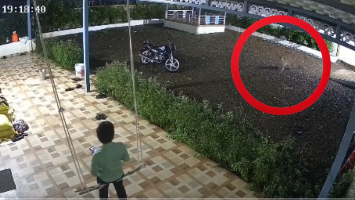 दबा धरुन बसलेला बिबट्या आला अन्.., पाहा थरारक CCTV व्हिडीओ