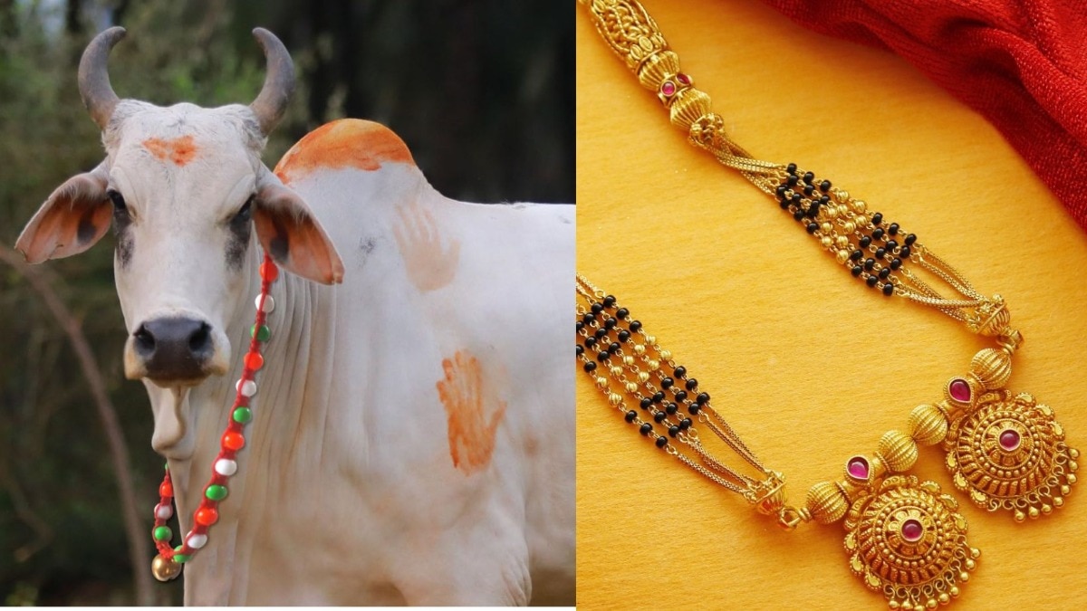 Chhatrapati Sambhajinagar Bull 