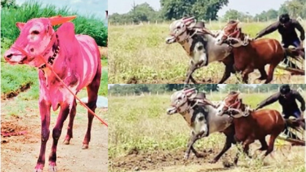 Bull made a farmer the owner of 11 lakhs in a day : 