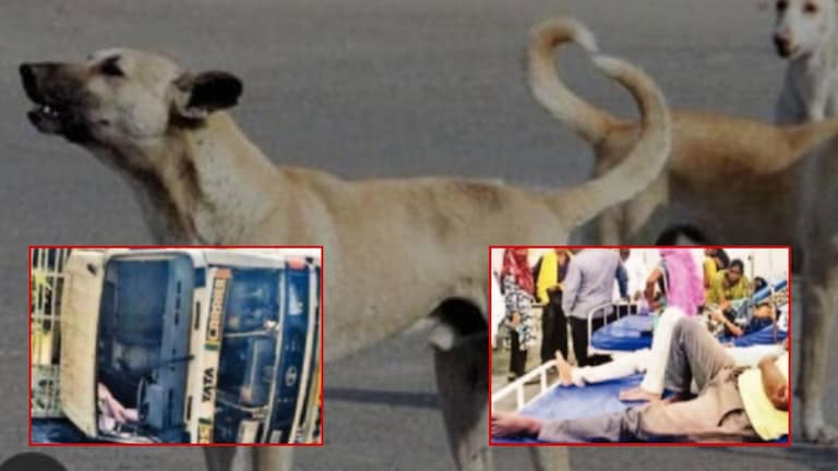 अमरावतीत रस्त्यात श्वान आडवं आलं, अस्थी विसर्जनासाठी चाललेला ट्रक उलटला, 20 जणांपैकी 17... Accident News