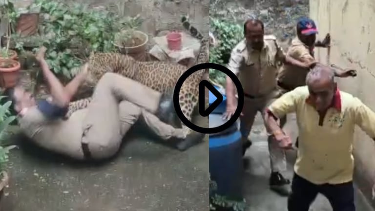 कोल्हापूरात बिबट्याची दहशत, थेट पोलिसांवरच केला हल्ला, घटनेचा थरार व्हिडिओत पाहा Kolhapur Leopard Attack