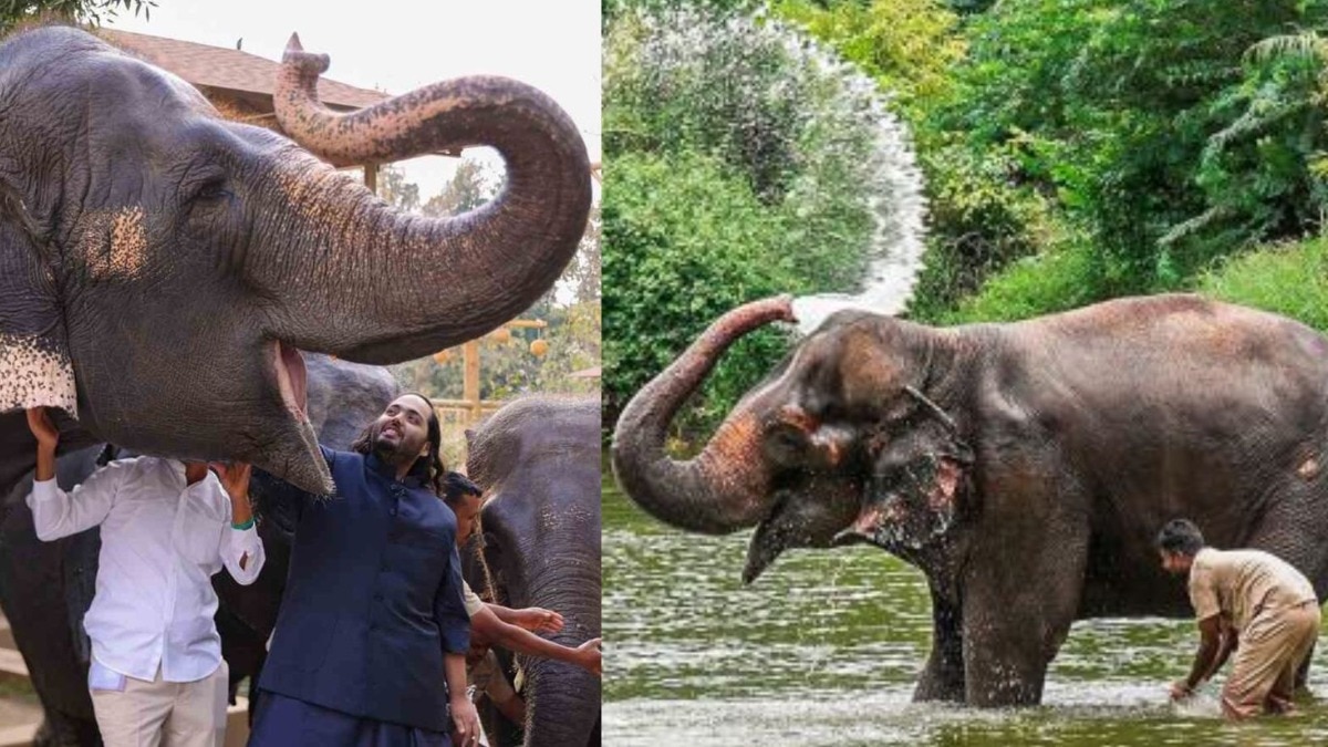 Omkar elephant will be released into Vantara