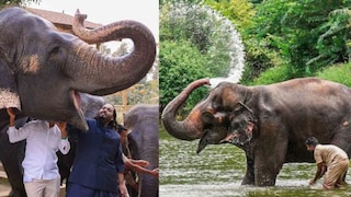 माधुरीनंतर महाराष्ट्रातील आणखी एक हत्ती वनतारामध्ये जाणार, कोल्हापूर सर्किट बेंचचा मोठा निर्णय Mumbai Tak