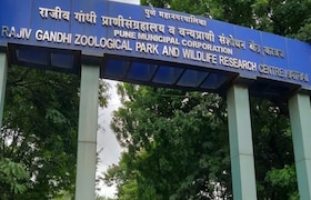 पुण्यातील राजीव गांधी प्राणीसंग्रहालयात सिंह, झेब्रा पाहता येणार, पण एवढं तिकीट महागणार, कारण... rajiv gandhi museum pune ticket prices
