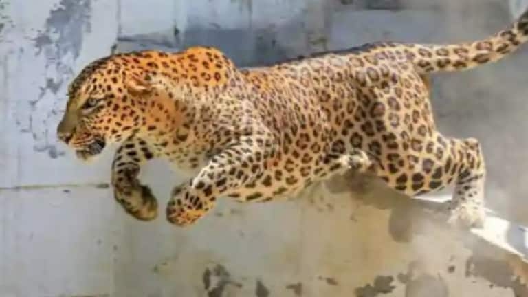 पुण्यात दबा धरून बसलेल्या बिबट्याचा शाळकरी मुलावर हल्ला, राज्यभरात बिबट्याची दहशत कायम, पोलिसांनाही... Leopard Attack Pune