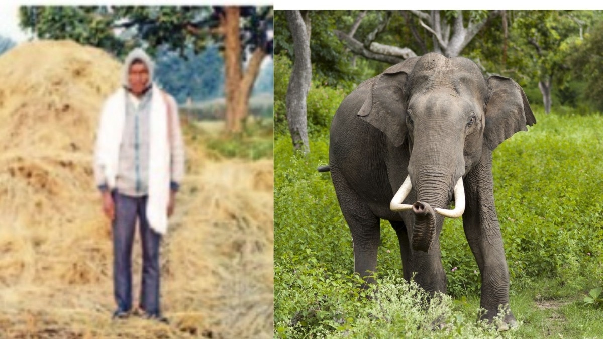 अडीच एकरातील पीक हत्तींनी तुडवलं, वर्षभराच्या मेहनतीची राखरांगोळी; नैराश्यात गेलेल्या शेतकऱ्याची आत्महत्या 